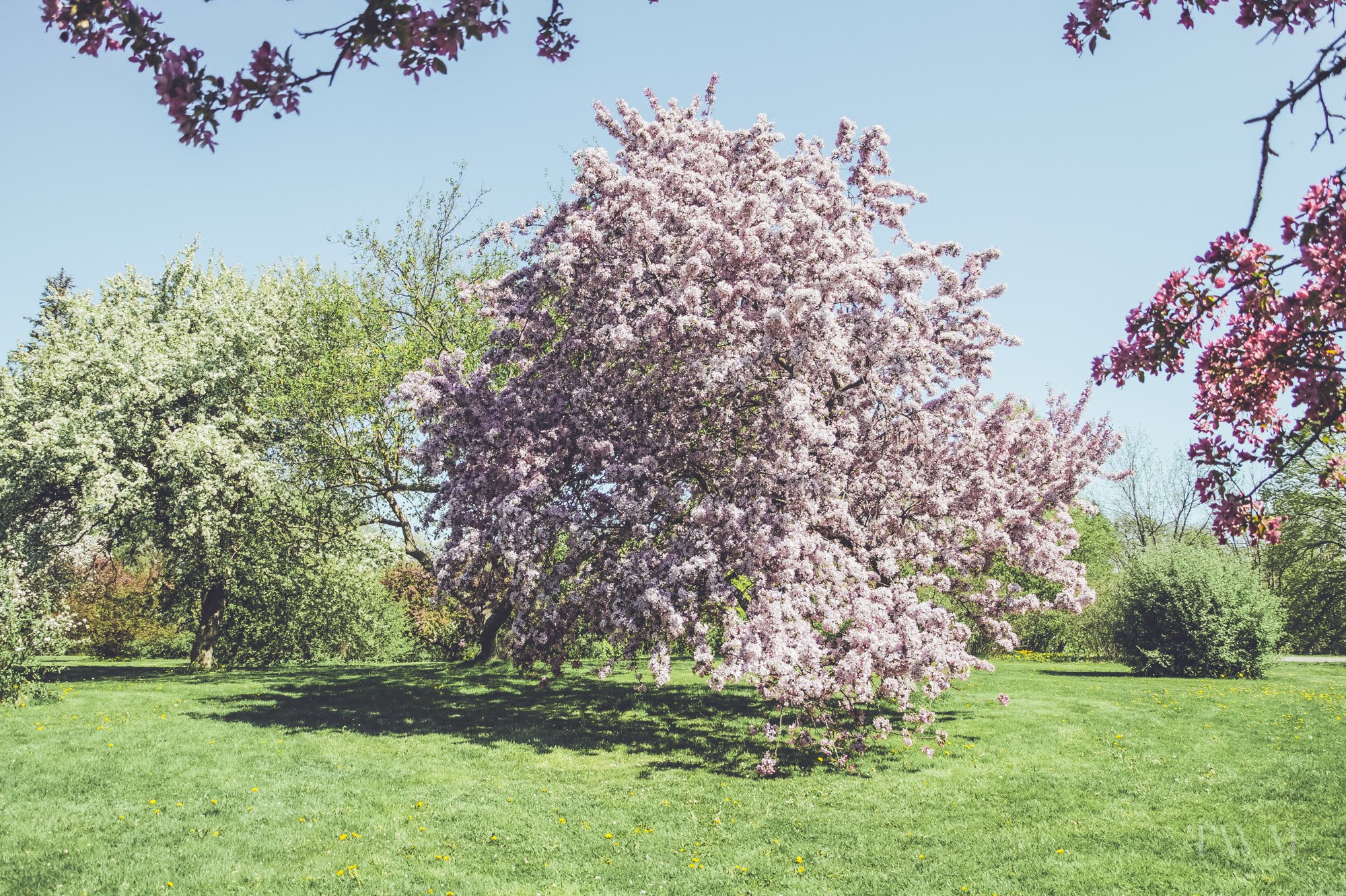 Visite du Dominion Arboretum d'Ottawa Together We Meander