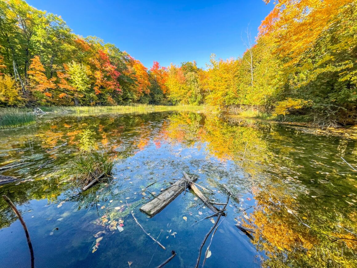 View of the pond on Roberts Side trail Silver Creek Conservation Area