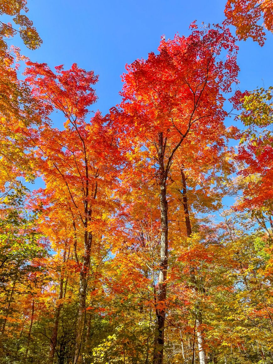 Fall foliage at the Silver Creek Conservation Area