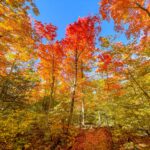 Trees with fall foliage Silver Creek Conservation area