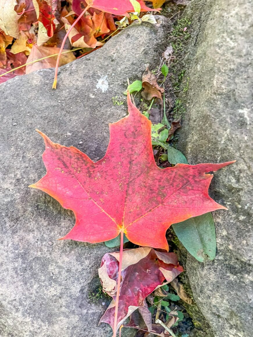 Maple leaf at the Silver Creek Conservation Area