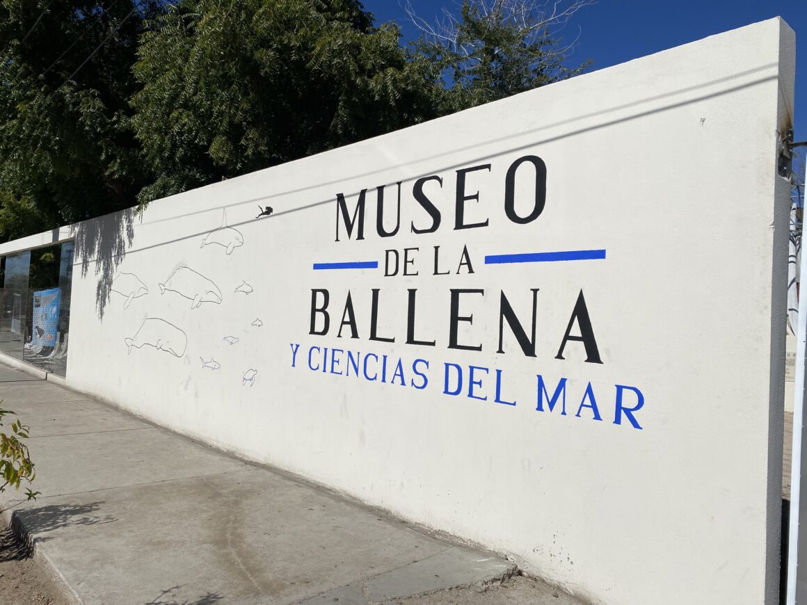 Musée de la baleine à La Paz au Mexique