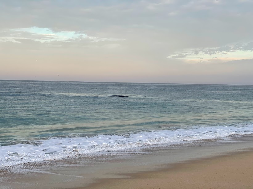 Baleine dans l'eau, Playa Las Tunas, Todos Santos - Basse Californie du Sud