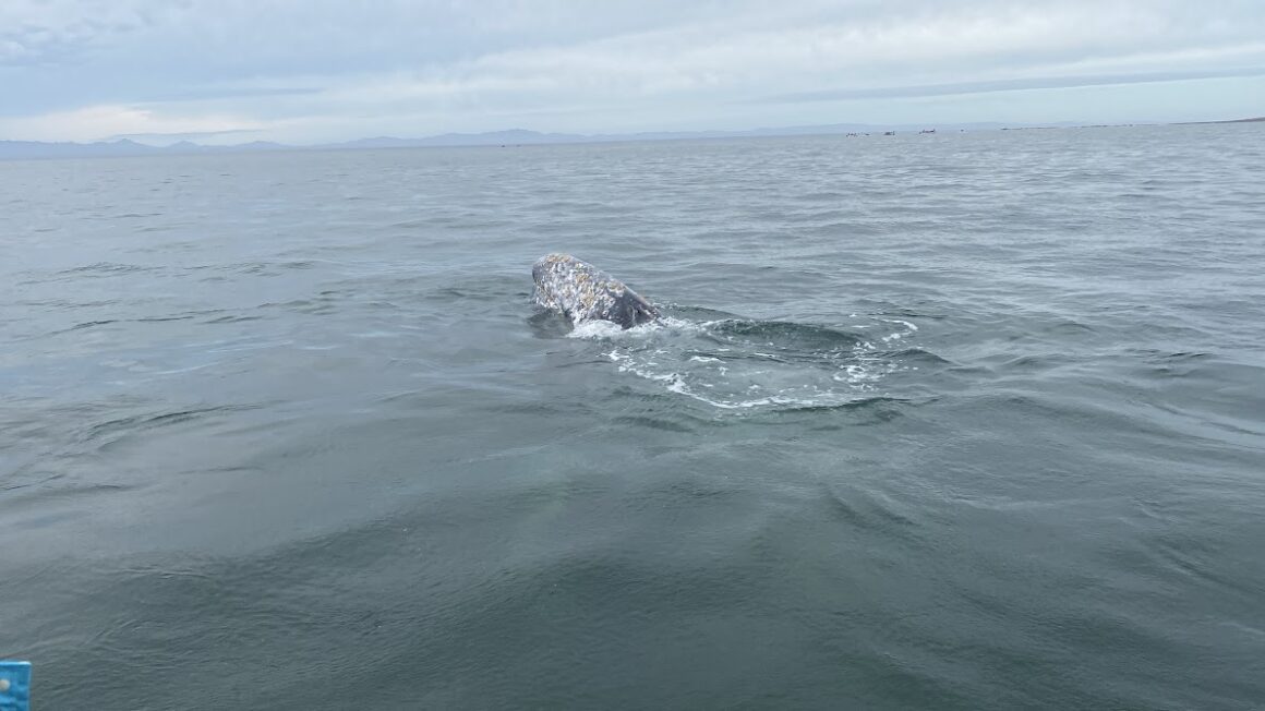Une baleine près du bateau | Voir les baleines au Mexique