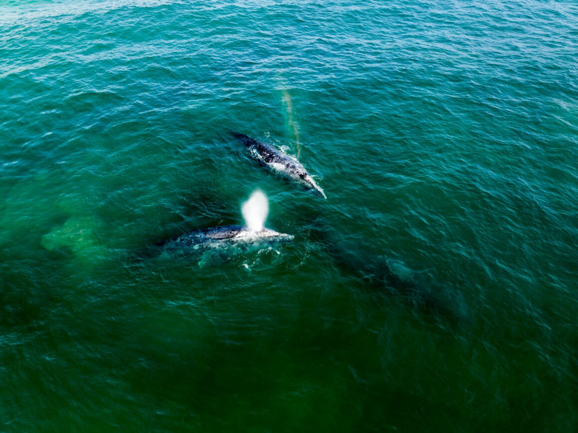 Voir les baleines au Mexique