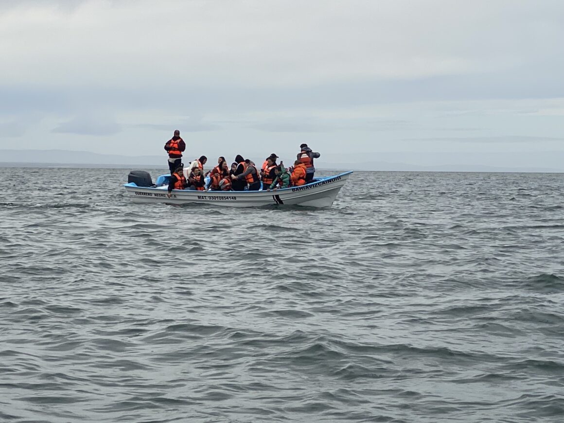Tour opérateur sur la lagune Ojo de Liebre | Voir les baleines au Mexique