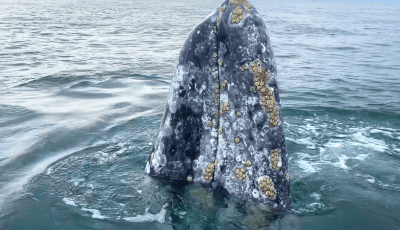 Tête de la baleine grise | Voir les baleines au Mexique