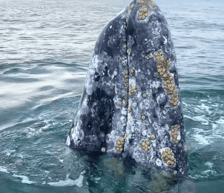 Tête de la baleine grise | Voir les baleines au Mexique